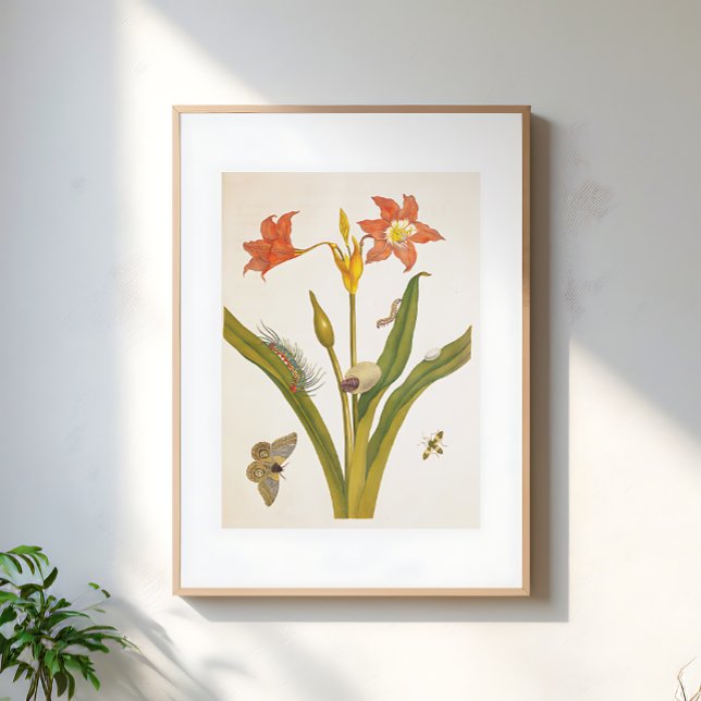 Vintage Flower Plant Botanical Illustration Poster (Von Creator hochgeladen)
