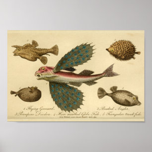 Vintage Flying Fish Natural History Print Poster
