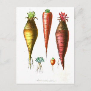 vintage food illustration french country carrot postkarte