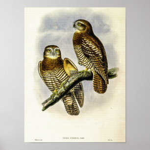 Vintage Forbes’ Habichtseule von John Gould Poster