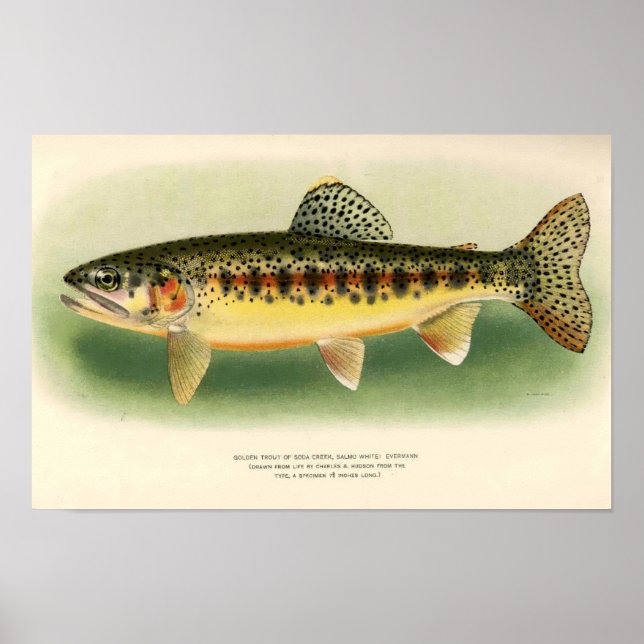 Vintage Forelle Arte e Cultura Poster (Vorne)