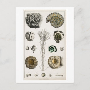 VINTAGE FOSSILS CHART POSTCARD POSTKARTE