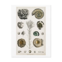 VINTAGE FOSSILS CHART POSTCARD