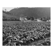 Vintage-Foto eines Tabakfeldes in Honduras