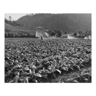 Vintage-Foto eines Tabakfeldes in Honduras Poster