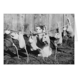 Vintage-Foto - Katze hängt Ratten zum Trocknen auf