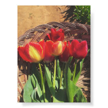 Vintage Fotografie - Tulip Farm Basket
