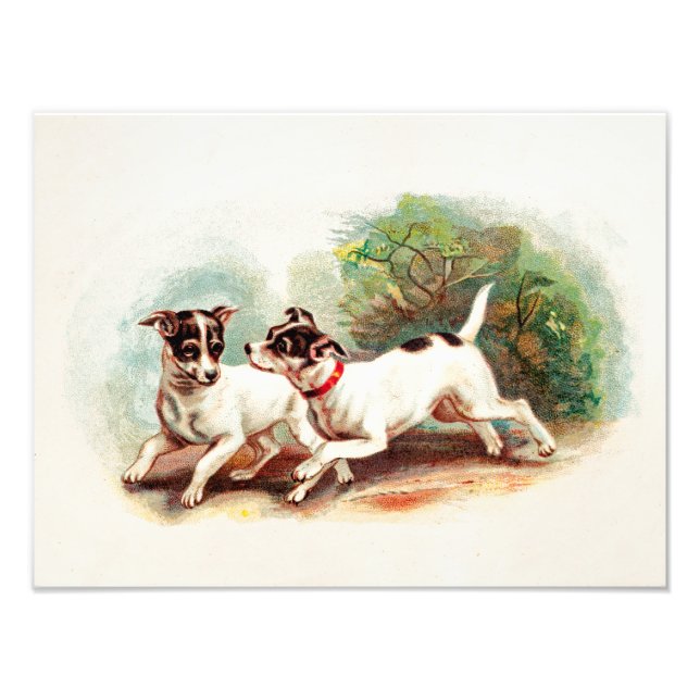 Vintage Fox Terrier Dogs aus dem 19. Jahrhundert - Fotodruck (Vorne)