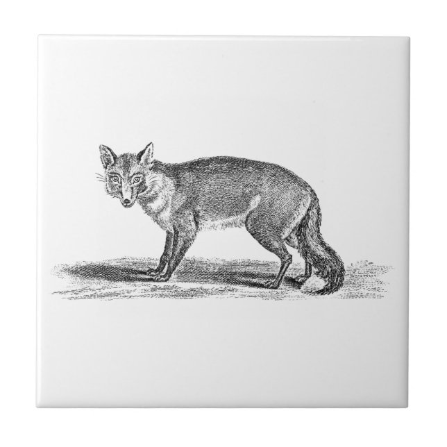 Vintage Foxy Fox-Illustration - Füchse 1800's Fliese (Vorderseite)