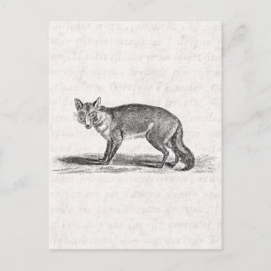 Vintage Foxy Fuchs Illustration - 1800er Füchse Postkarte