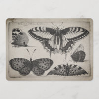 Vintage Frack-Schmetterlings-Illustration (60)