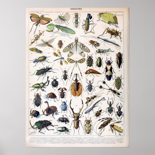 Vintage französische Adolphe Millot-Insekten Poster (Vorne)