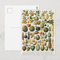 Vintage Französische Botanische Obstplakate Kunst
