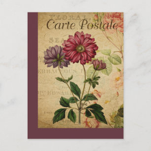 Vintage französische botanische Postkarte Anemone