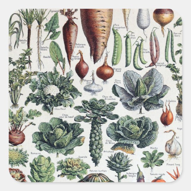 Vintage französische Leguminosen und Plantes Potag Quadratischer Aufkleber (Vorderseite)