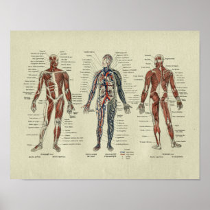 Vintage französische Muskelanatomie Poster