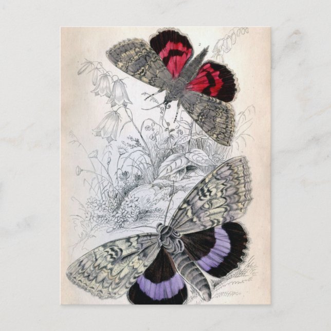 Vintage französische Schmetterlingsdarstellung - P Postkarte (Vorderseite)