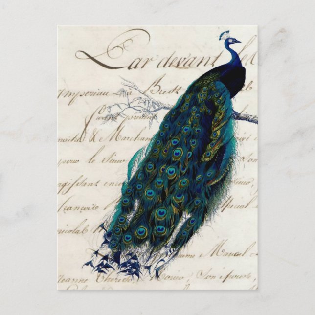 Vintage französische Script Peacock Postkarte (Vorderseite)