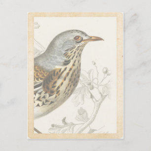 Vintage-französische Vogel-auf-Ast-Journal-Karte Postkarte