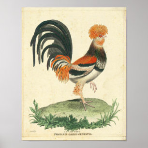 Vintage-Französischer-Hahn-Druck Poster