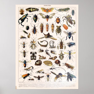 Vintage French Adolphe Millot Insects Poster