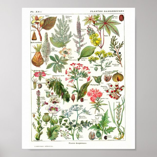 Vintage French Botanical Poster (Vorne)