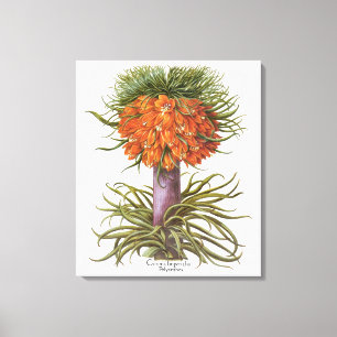 Vintage Fritillaria-Blume von Basilius Besler Leinwanddruck