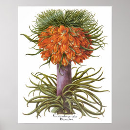 Vintage Fritillaria-Blume von Basilius Besler Poster