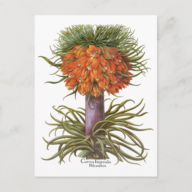 Vintage Fritillaria-Blume von Basilius Besler Postkarte (Vorderseite)