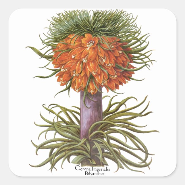 Vintage Fritillaria-Blume von Basilius Besler Quadratischer Aufkleber (Vorderseite)