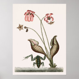 Vintage Frog-Illustration Poster