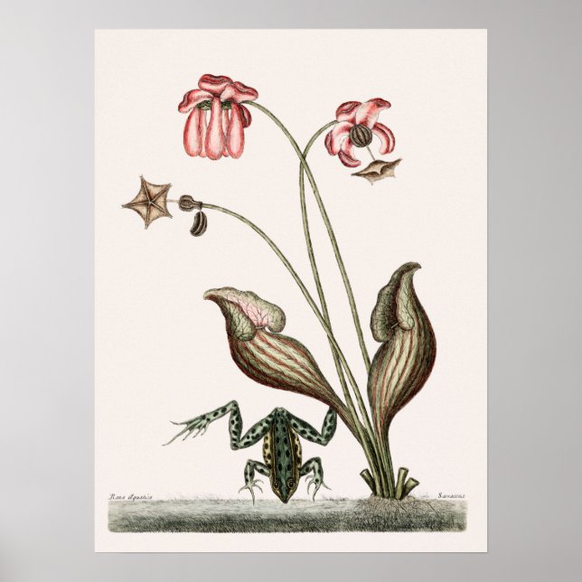 Vintage Frog-Illustration Poster (Vorne)