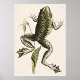 Vintage Frog-Illustration Poster