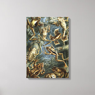 Vintage Frogs und Toads Batrachia von Ernst Haecke Leinwanddruck