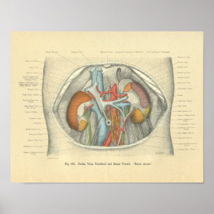 Vintage Frohse Anatomie Abdomen Nieren Poster