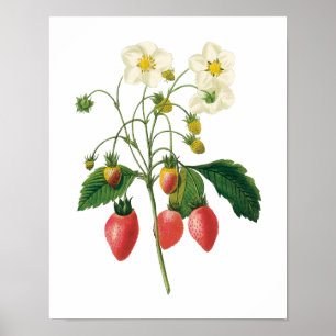 Vintage-Frucht-Beeren-Lebensmittel-Erdbeeren von R Poster