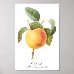 Vintage-Frucht Essen, Calville Apfel von Redoute Poster