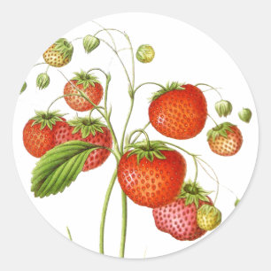 Vintage-Fruchtaufkleber Runder Aufkleber