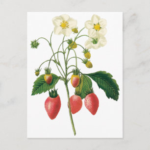 Vintage-Früchte-Beeren-Lebensmittel-Erdbeeren von Postkarte