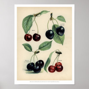 Vintage-Früchteposter - Kirsche Poster
