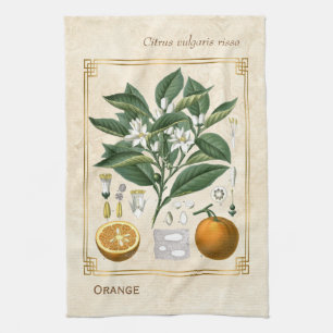 Vintage FruchtIllustration Orange Botanische Kunst Geschirrtuch