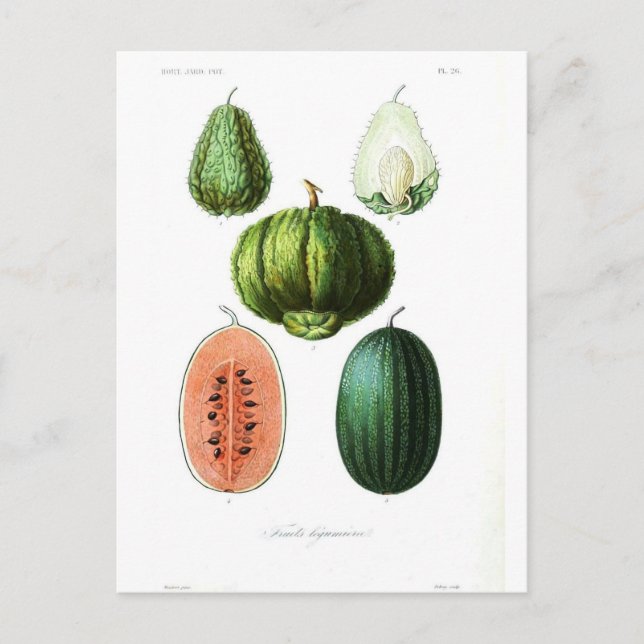 Vintage Fruchtmelone Botanische Printwerbung Postkarte (Vorderseite)
