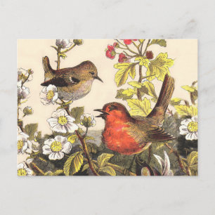 Vintage-Frühlings-Rotkehlchen-Singvögel-Botanik-Bl Postkarte