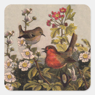 Vintage-Frühlings-Rotkehlchen-Singvögel-Botanik-Bl Quadratischer Aufkleber