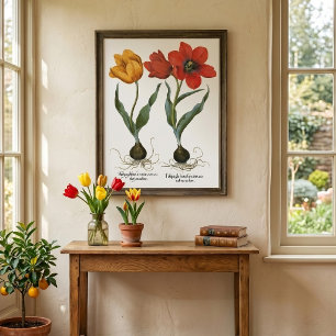 Vintage Frühlings-Tulpenblumen von Basilius Besler Poster