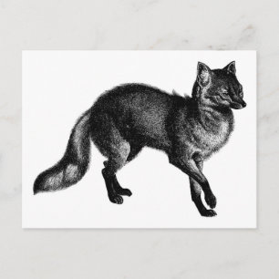 Vintage Fuchs Postkarte