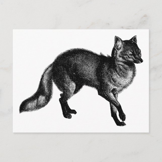 Vintage Fuchs Postkarte (Vorderseite)
