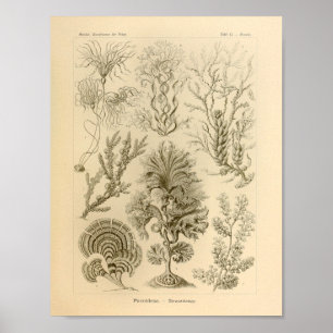 Vintage Fucoideae Farbe Ernst Haeckel Druck Poster