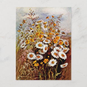 Vintage-Gänseblümchen-Butterblumen-Wildblumen Postkarte
