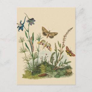 Vintage Garden Insects, Butterflies, Caterpillars Postkarte